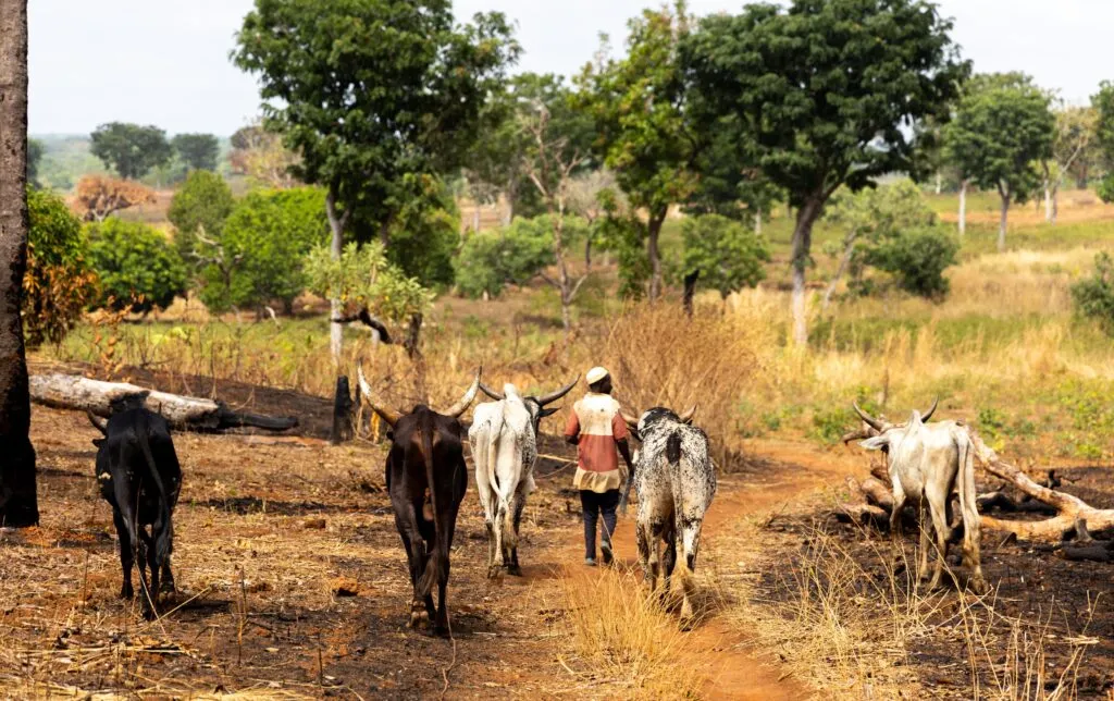 La fe del hombre fulani se mantiene firme ante la oposición.