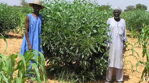 Semillas que dan fruto en el Sahel