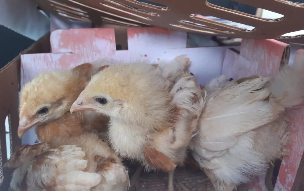 Nutriendo la esperanza: Abordando la inseguridad alimentaria y la trata de personas en el Paraguay rural