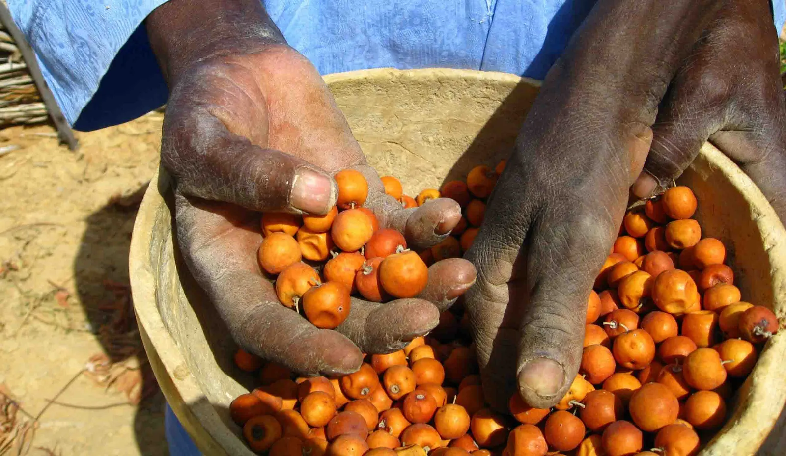 Dando Fruto en África Occidental