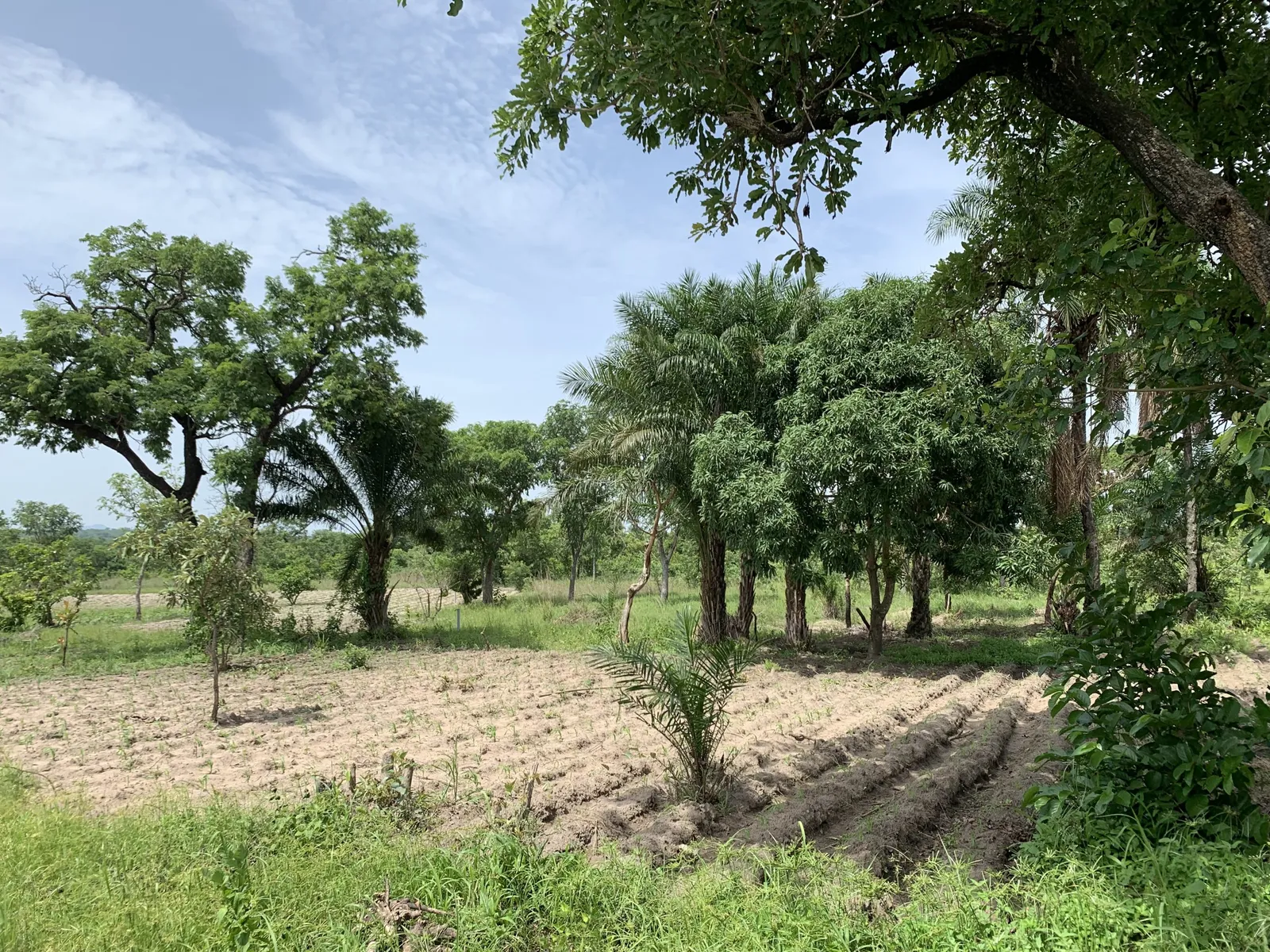 Ministerio de Agricultura con SIM USA: La historia de Cedrick y Mary